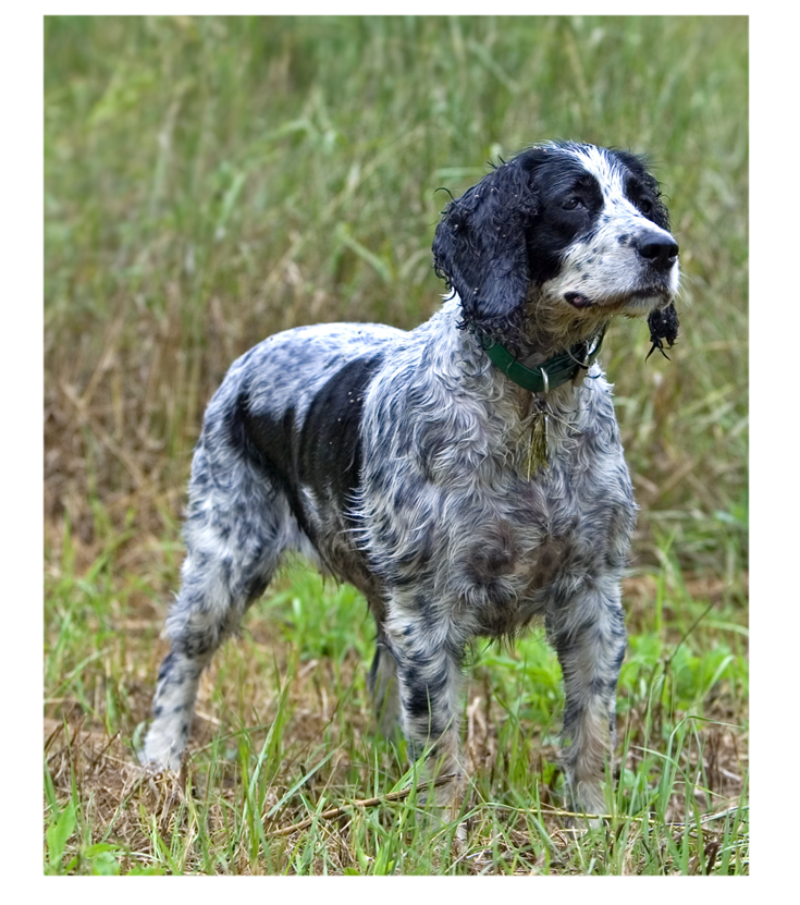 Chien de Chasse