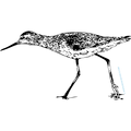 CHEVALLIER