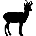 CHEVREUIL