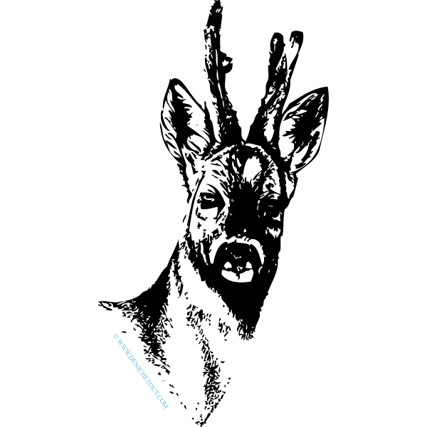 Tête de chevreuil