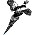 Faisan