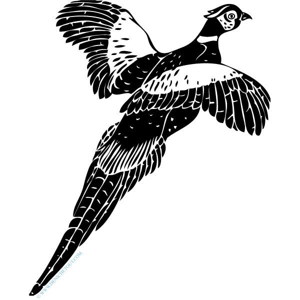 Faisan