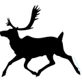 CARIBOU