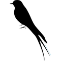 HIRONDELLE