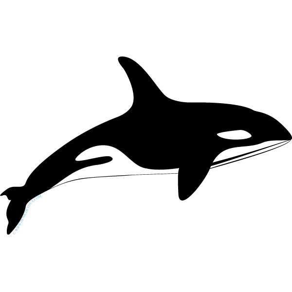 ORQUE