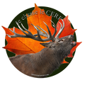 Je chasse le cerf