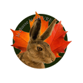 Je chasse le lievre