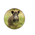 Magnétique Rond Sanglier