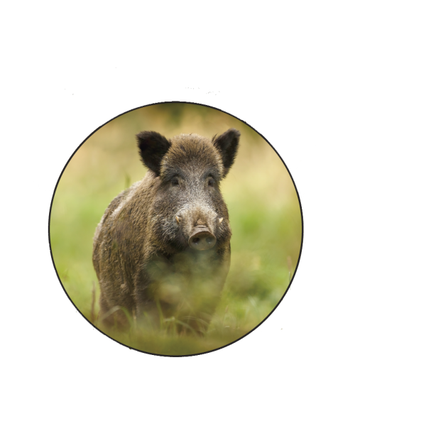Magnétique Rond Sanglier