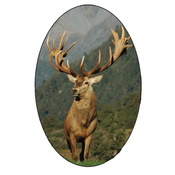 Magnétique Ovale Cerf