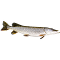 Brochet
