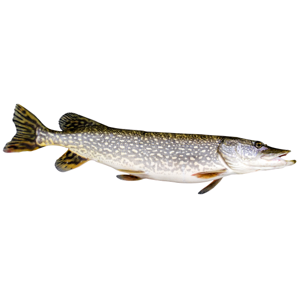 Brochet