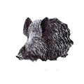 Sanglier