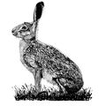 lièvre