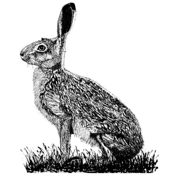 lièvre