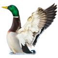 Canard Colvert1