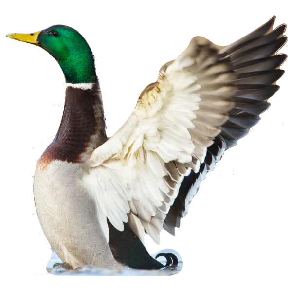 Canard Colvert1