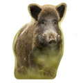 Sanglier