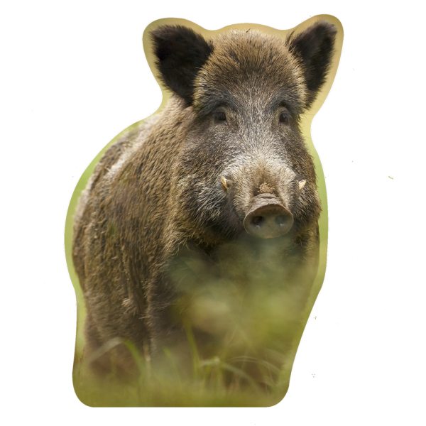Sanglier