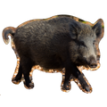 sanglier