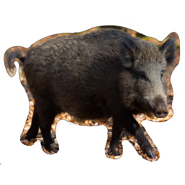 sanglier