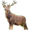 Cerf côté