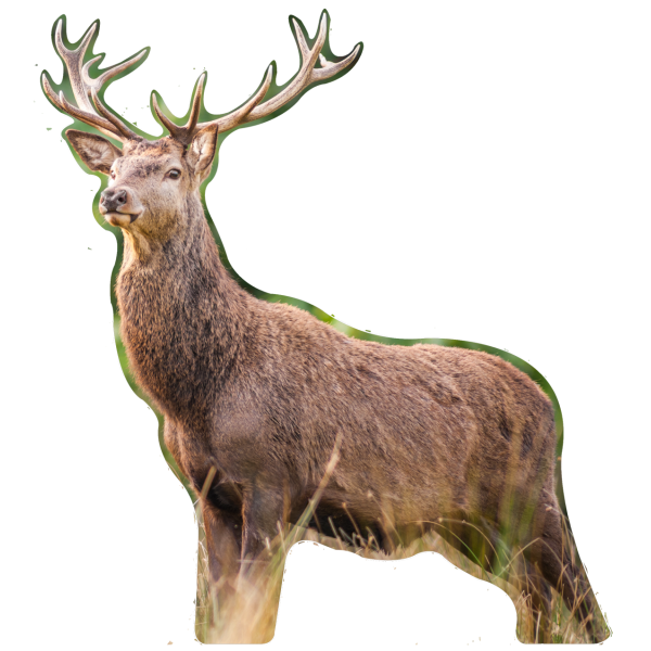 Cerf côté