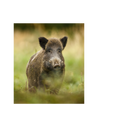 sanglier