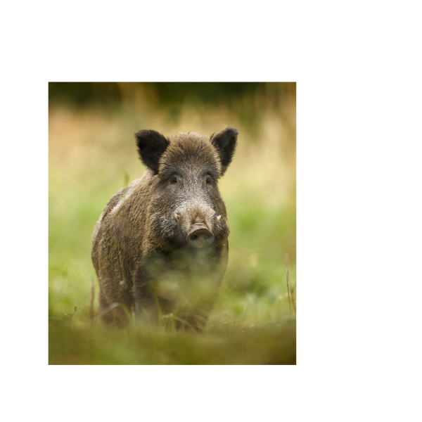 sanglier