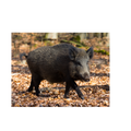 Sanglier forêt