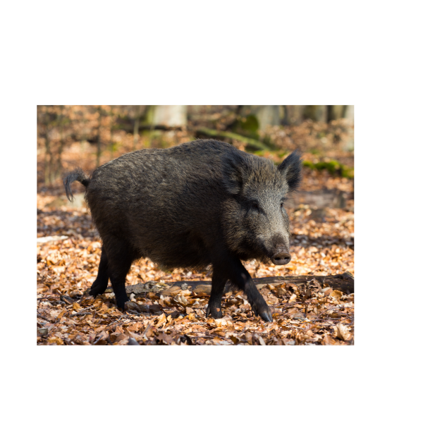 Sanglier forêt