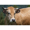 Vache Aubrac