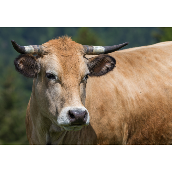 Vache Aubrac