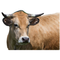 aubrac