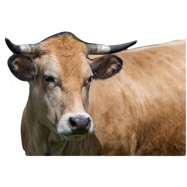 aubrac
