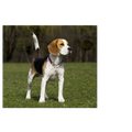 Chien Beagle