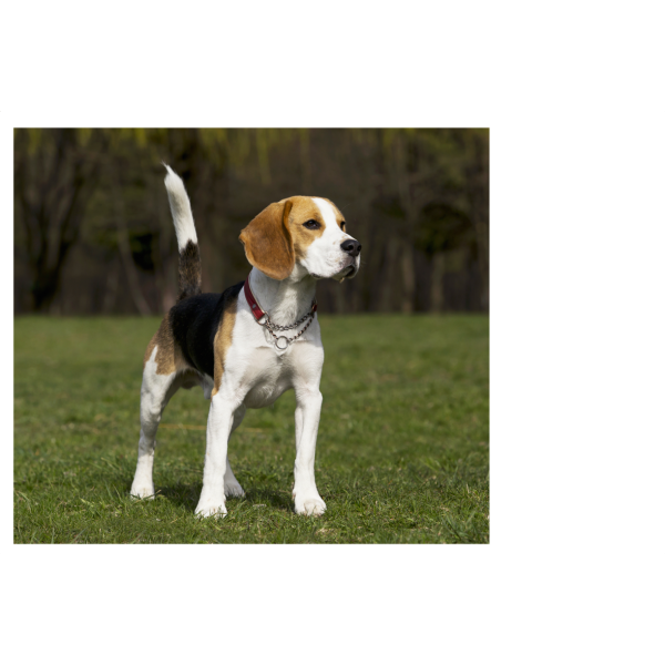 Chien Beagle
