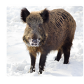 Sanglier Neige