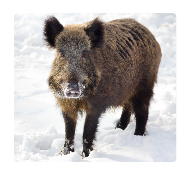 Sanglier Neige