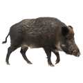 Sanglier