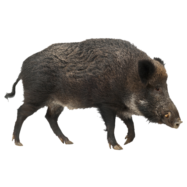Sanglier