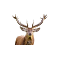 Cerf