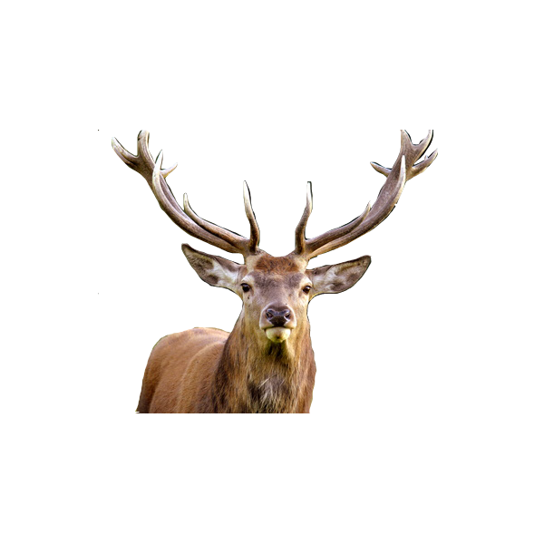 Cerf