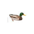 Canard