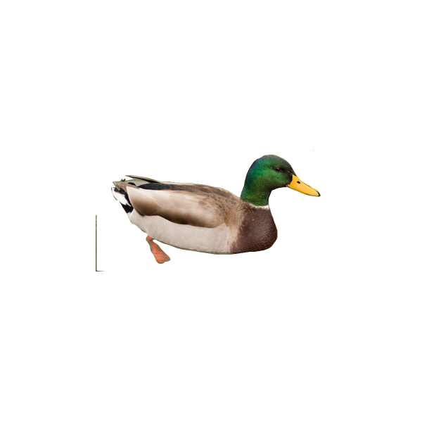 Canard