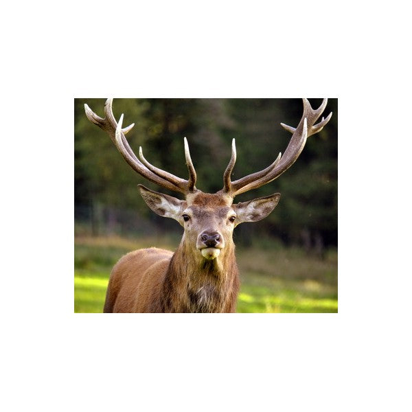 cerf décor