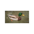 canard eau