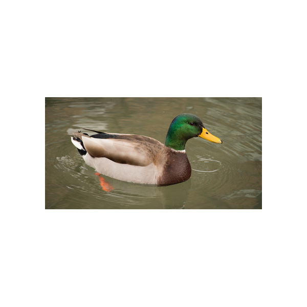 canard eau