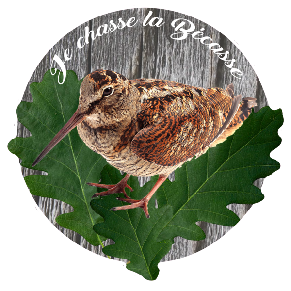 Je chasse la Becasse 2