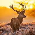 CERF COUCHER DE SOLEIL